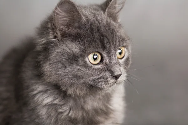 Lilla fluffiga kattunge på en grå bakgrund — Stockfoto