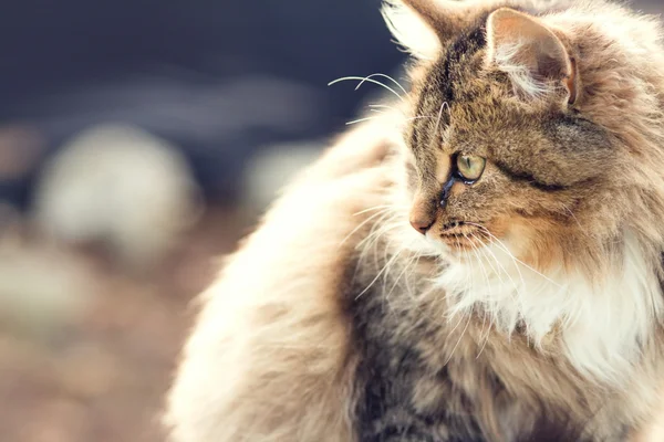 Portréja egy gyönyörű kis cica, a természet — Stock Fotó