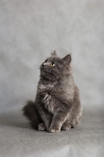 Kleines flauschiges Kätzchen auf grauem Hintergrund — Stockfoto