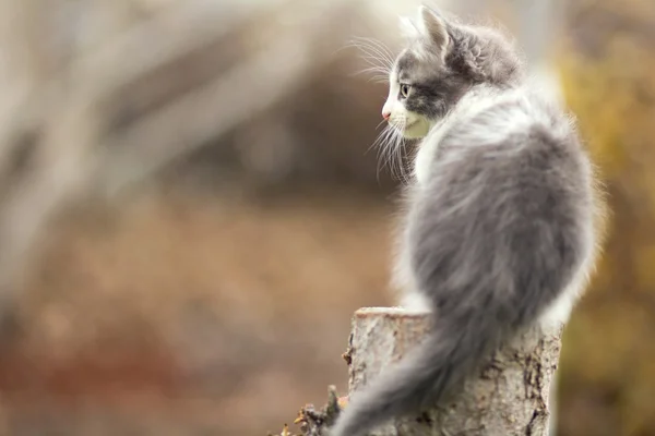 Μικρό γατάκι που κάθεται σε ένα κούτσουρο — Φωτογραφία Αρχείου