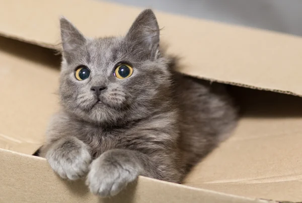 ลูกแมวสีเทาปุยที่มีตาใหญ่ — ภาพถ่ายสต็อก