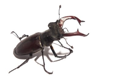 Yakışıklı erkek geyik böceği beyaz arka plan üzerinde