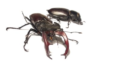 Yakışıklı erkek geyik böceği bir çanta