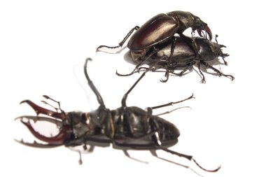 Erkek geyik böceği bir çanta ile çiftleşme