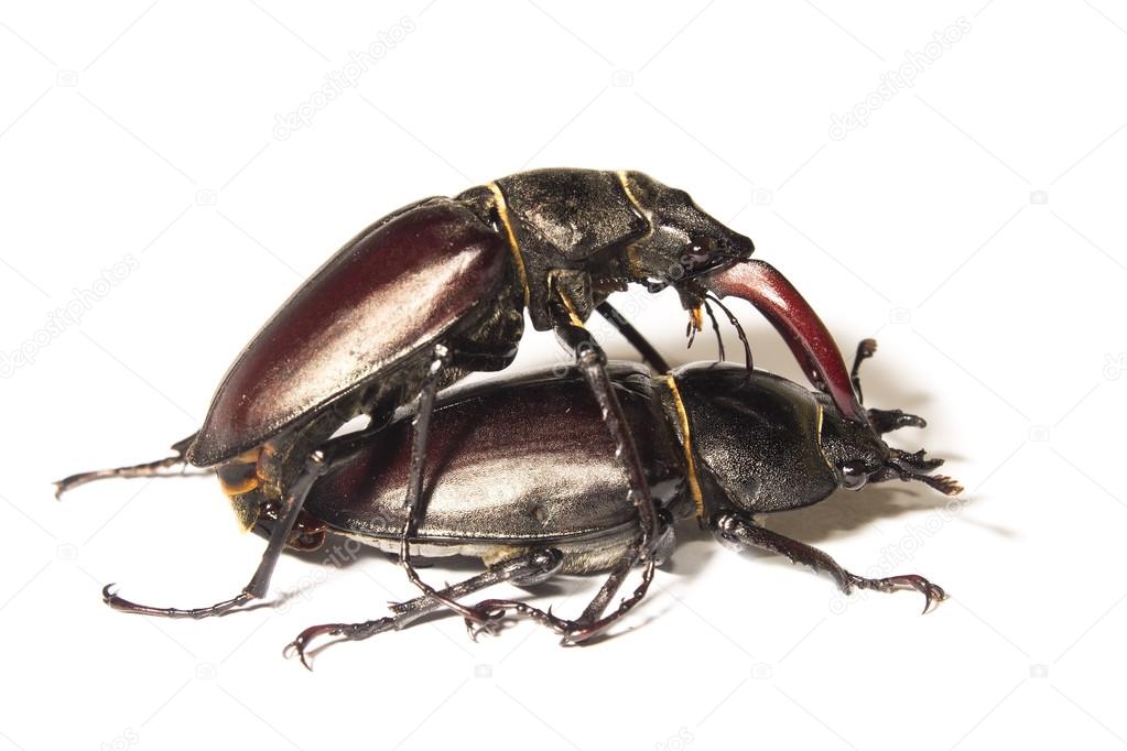 Mating male stag beetle with a bag