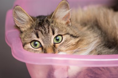 bir havza içinde şirin kedi portresi