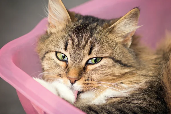 Porträt der süßen Katze im Becken — Stockfoto