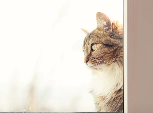 Retrato de um gato fora da janela — Fotografia de Stock