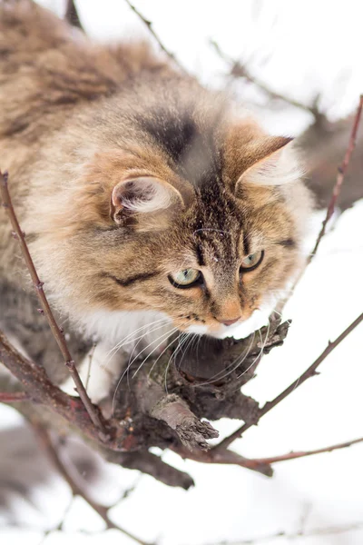 雪の中で座っている美しい縞模様の猫 — ストック写真