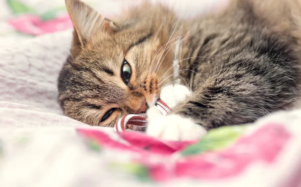 Portret van een speelse kat op het bed — Stockfoto