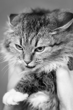 kızgın bir kedi siyah beyaz portre