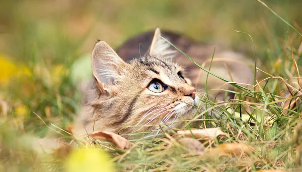 Retrato de outono de gatinho bonito — Fotografia de Stock