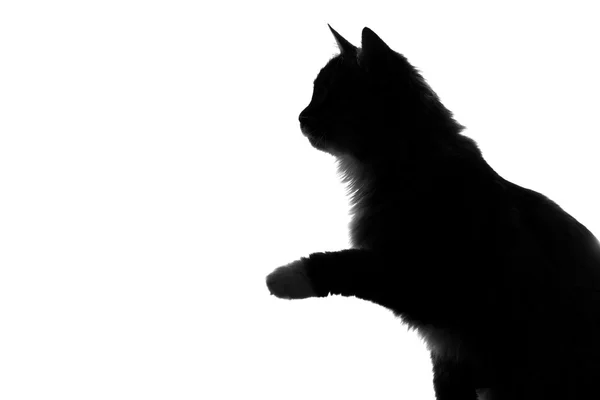 Silhouette of fluffy cat on a white background — Stock Photo, Image