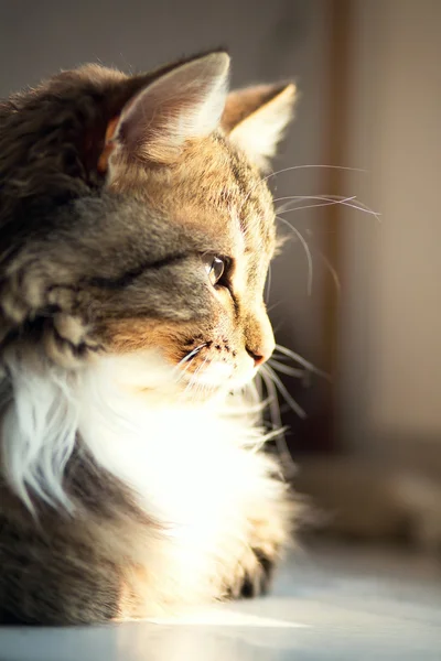 Портрет кота на подоконнике — стоковое фото