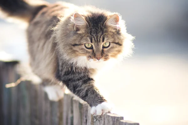 Discouraged young cat going on a fence in winter — Stock Photo, Image