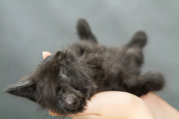 蓬松的黑色小猫躺在双腿的手 — 图库照片