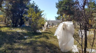 Plastic bags in the forest on the trees move in the wind. There is a lot of garbage in nature. Social issues related to environmental protection. Landfill. Pollution of nature. clipart