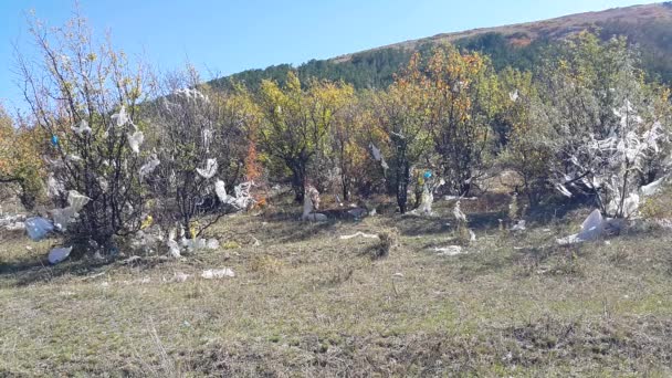 Las Bolsas Plástico Bosque Los Árboles Mueven Viento Hay Mucha — Vídeos de Stock