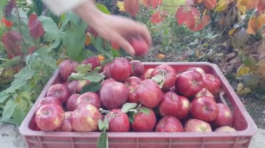 Plastik bir kutuda sulu kırmızı elmaların görüntüsü. Bir çiftçi elmaları toplar ve meyve bahçesindeki plastik bir kutuya koyar. Organik ürünler hasat ediliyor.