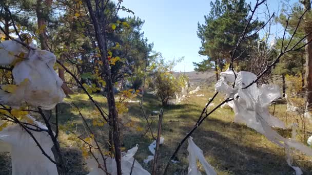 Plastic Bags Forest Trees Move Wind Lot Garbage Nature Social — Stock Video