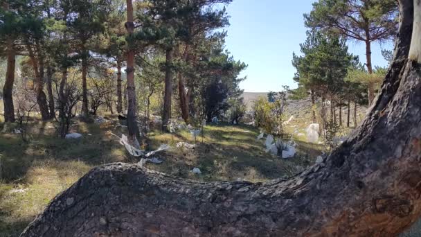 Las Bolsas Plástico Bosque Los Árboles Mueven Viento Hay Mucha — Vídeos de Stock