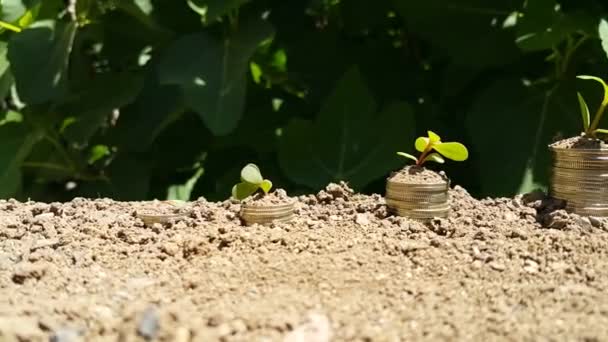 Выращиваем Деньги Сажаем Монеты Финансы Инвестиции Растения Растут Стопок Монет — стоковое видео