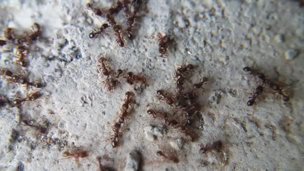 Formigas Pretas Formigas Marrons Atacam Durante Guerra Insetos Matam Uns — Vídeo de Stock