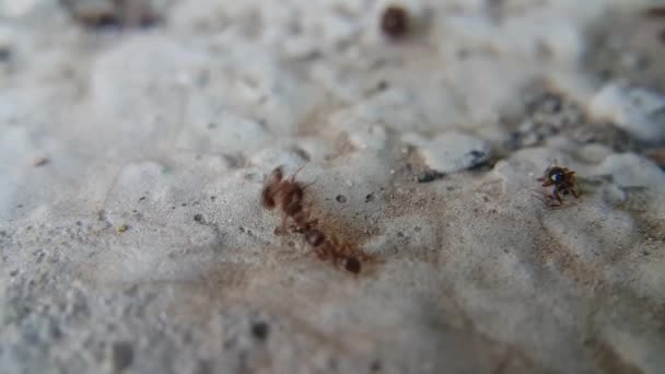黑蚂蚁和褐蚂蚁互相攻击 在战争期间 昆虫互相残杀并保护自己的家园 真正的动物野生动物 — 图库视频影像