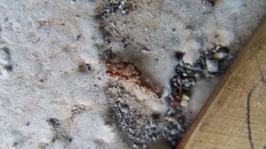 Siyah karıncalar ve kahverengi karıncalar birbirlerine saldırırlar. Savaş sırasında böcekler birbirlerini öldürür ve evlerini korurlar. Gerçek hayvanlar. Vahşi yaşam.