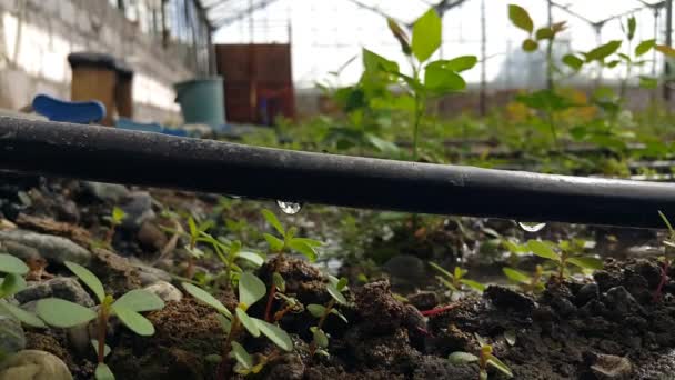 Água Goteja Uma Mangueira Rígida Preta Para Absorção Sistema Irrigação — Vídeo de Stock