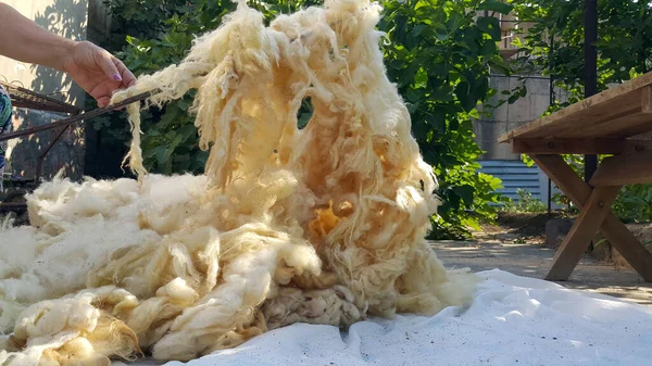 Bir kadın koyun yününü geleneksel yöntemlerle işliyor. Çelik bir çubukla yünün yumuşaması.