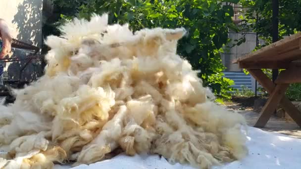 Eine Frau Verarbeitet Schafwolle Auf Traditionelle Weise Erweichung Der Wolle — Stockvideo