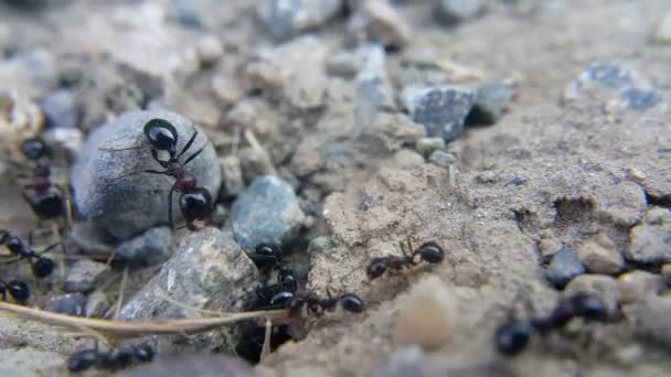 Formigas Com Corpo Negro Brilhante Uma Formiga Operária Traz Comida — Vídeo de Stock