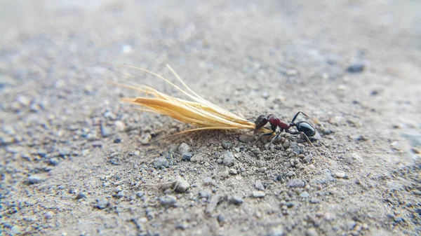 Formigas Com Corpo Negro Brilhante Formiga Arrasta Uma Palha Grande — Fotografia de Stock