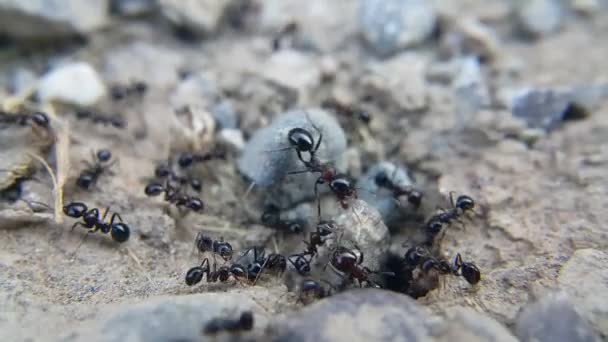 Parlak Siyah Vücutlu Karıncalar Karınca Muhafızının Daha Büyük Boyutu Hortumuyla — Stok video