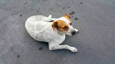 Özel bir künyesi ya da kulağı kopçalı başıboş beyaz bir köpek. Sosyalleşme ve sokak köpeklerinin hesaplanması sorununu çözüyor. Sokakta asfaltta başıboş bir köpek yatıyor. Kulaklıklar. Sterilize edilmiş.
