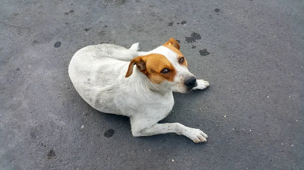 Een Verdwaalde Witte Hond Met Een Speciale Tag Clip Het — Stockfoto