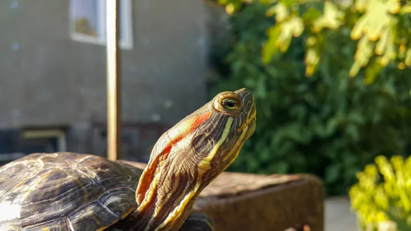 Eine Rotohrschildkröte Ein Reptil Und Ein Wassertier — Stockfoto
