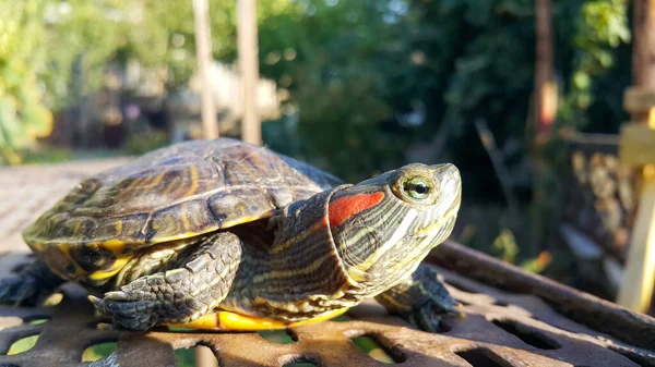 Eine Rotohrschildkröte Ein Reptil Und Ein Wassertier — Stockfoto