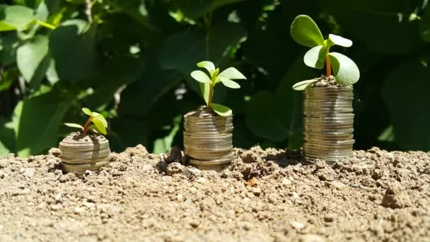 成長するお金 コインに植える 金融と投資の概念 コインスタックから成長する植物 節約お金や金利の概念の増加 ビジネスの成長 銭の山の木 — ストック動画