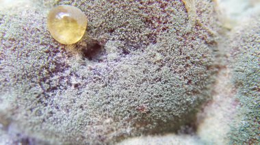 Yukarıdan yakın plan bir kavanozda incir reçeli kalıbı. Seçici odaklanma. Korunma sırasında küf sporları. Cam kavanozda bozulmuş reçel. Zehirli bir mantar..