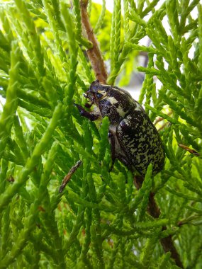 A close-up of a large, dark beetle, Polyphylla fullo (European pine cockchafer), with distinct white and green spots, resting on the bright green leaves of a bush. The image highlights nature, insect species, and macro-photography.