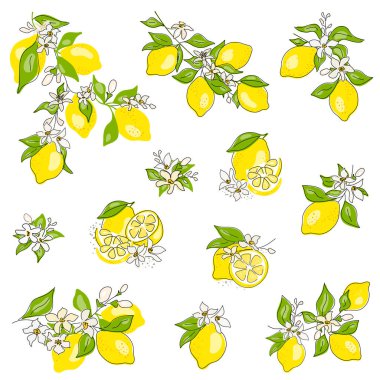 Sarı limonlu, çiçekli ve yeşil yapraklı limon dalı, izole edilmiş. Taze meyvelerin toplanması. Doğrusal turunçgil meyvesi. Kelime.