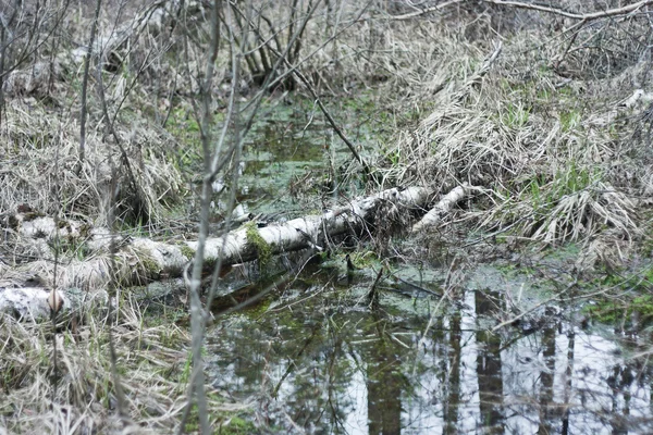 Bažina jaro v lese — Stock fotografie