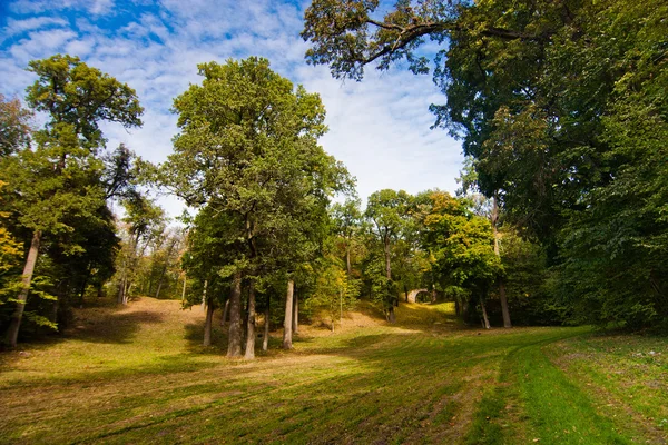 Prairie dans le parc — Photo