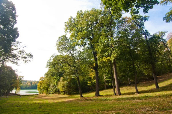 Луг в английском парке — стоковое фото