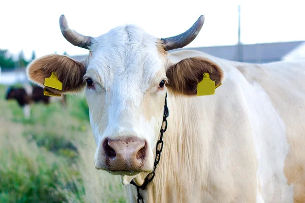 Beige cow — Stock Photo, Image