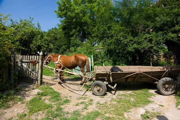 Brown horse with cart — Stock Photo, Image