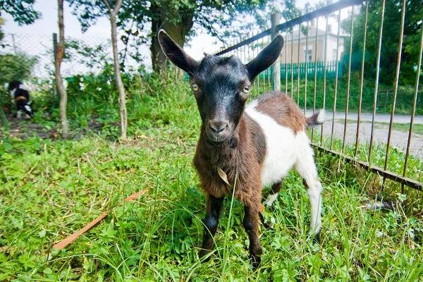 White and brown small goat — Stock Photo, Image