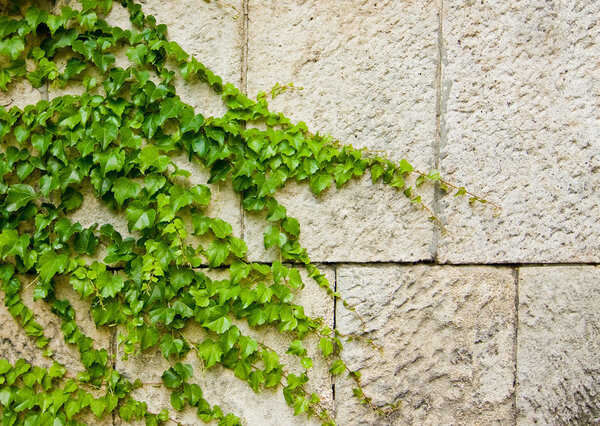 Ягр взобрался на стену
